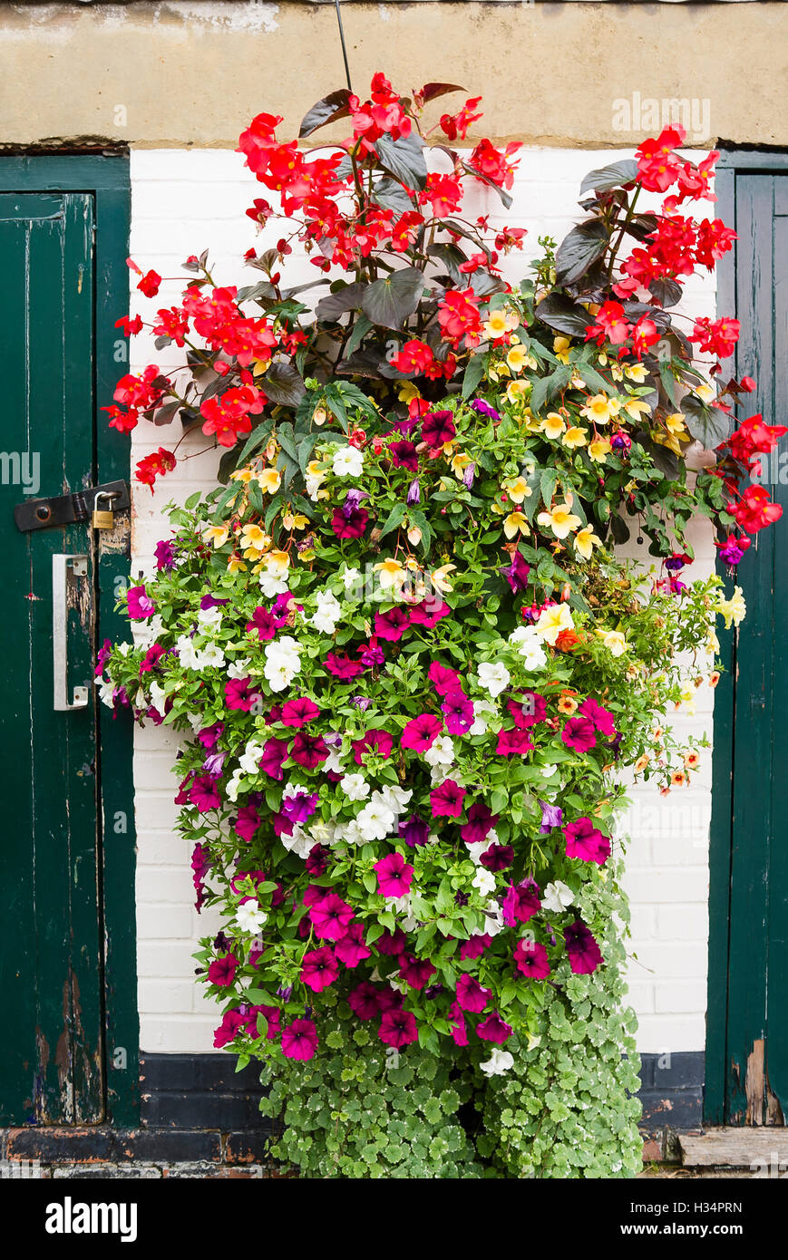 Trailing plants in a hanging planter in September Stock Photo