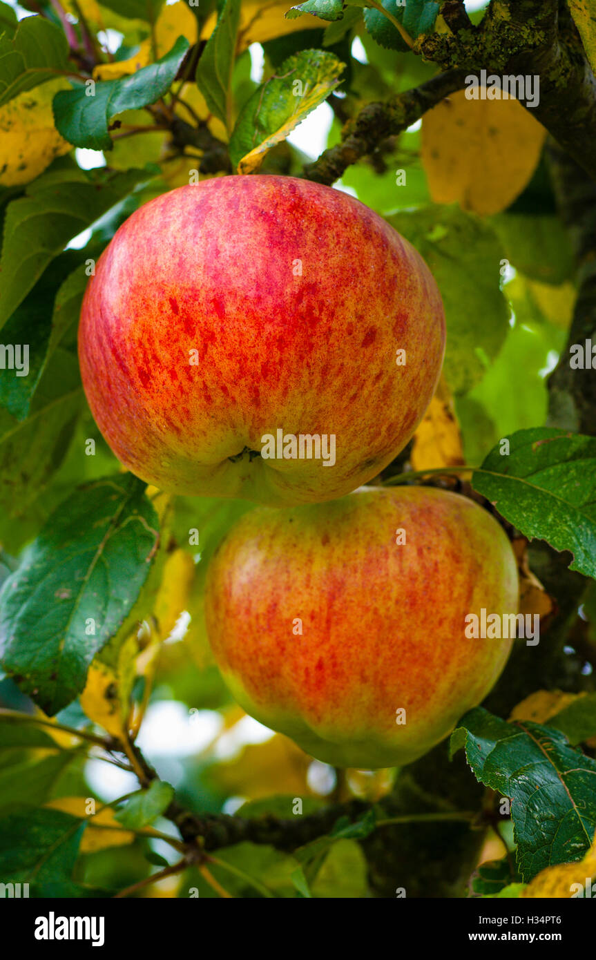 Apples Howgate wonder hanging on tree in autumn prior to harvesting Stock Photo