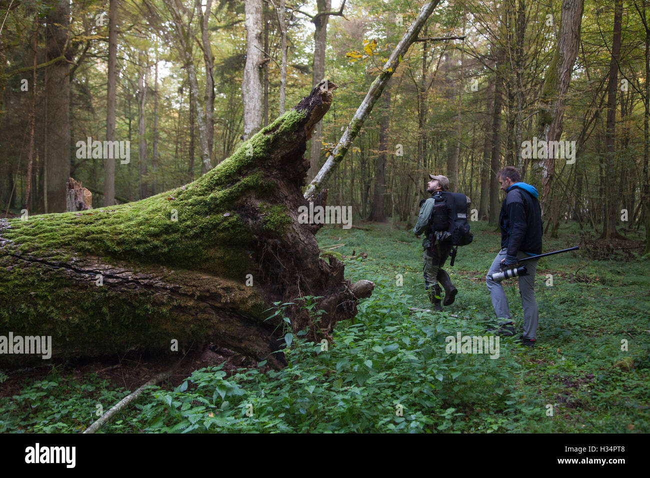 Photographers in Bialowieza forest, Poland Stock Photo