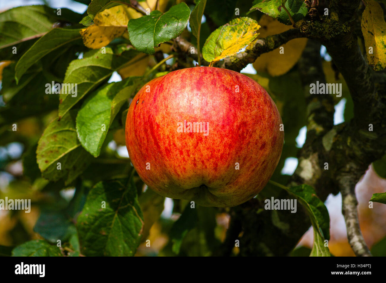 Apple Howgate wonder hanging on tree in autumn prior to harvesting Stock Photo