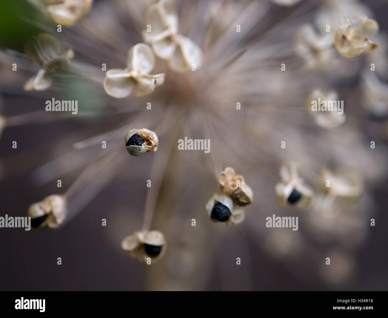 Close up of an dried Allium seed head in Winter Stock Photo Alamy