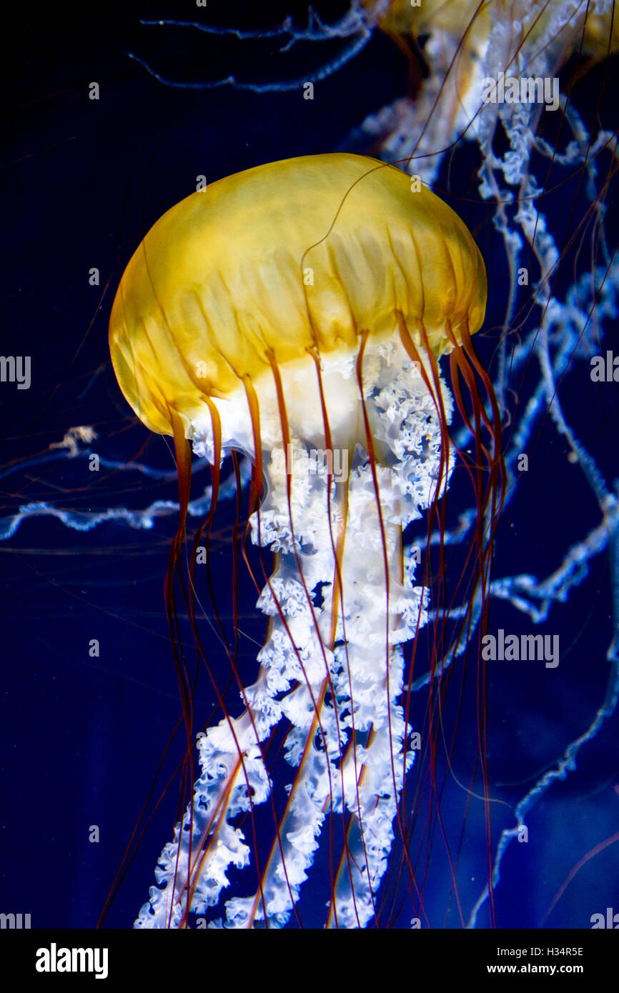 Pacific sea nettle (Chrysaora fuscescens) in an aquarium. Stock Photo
