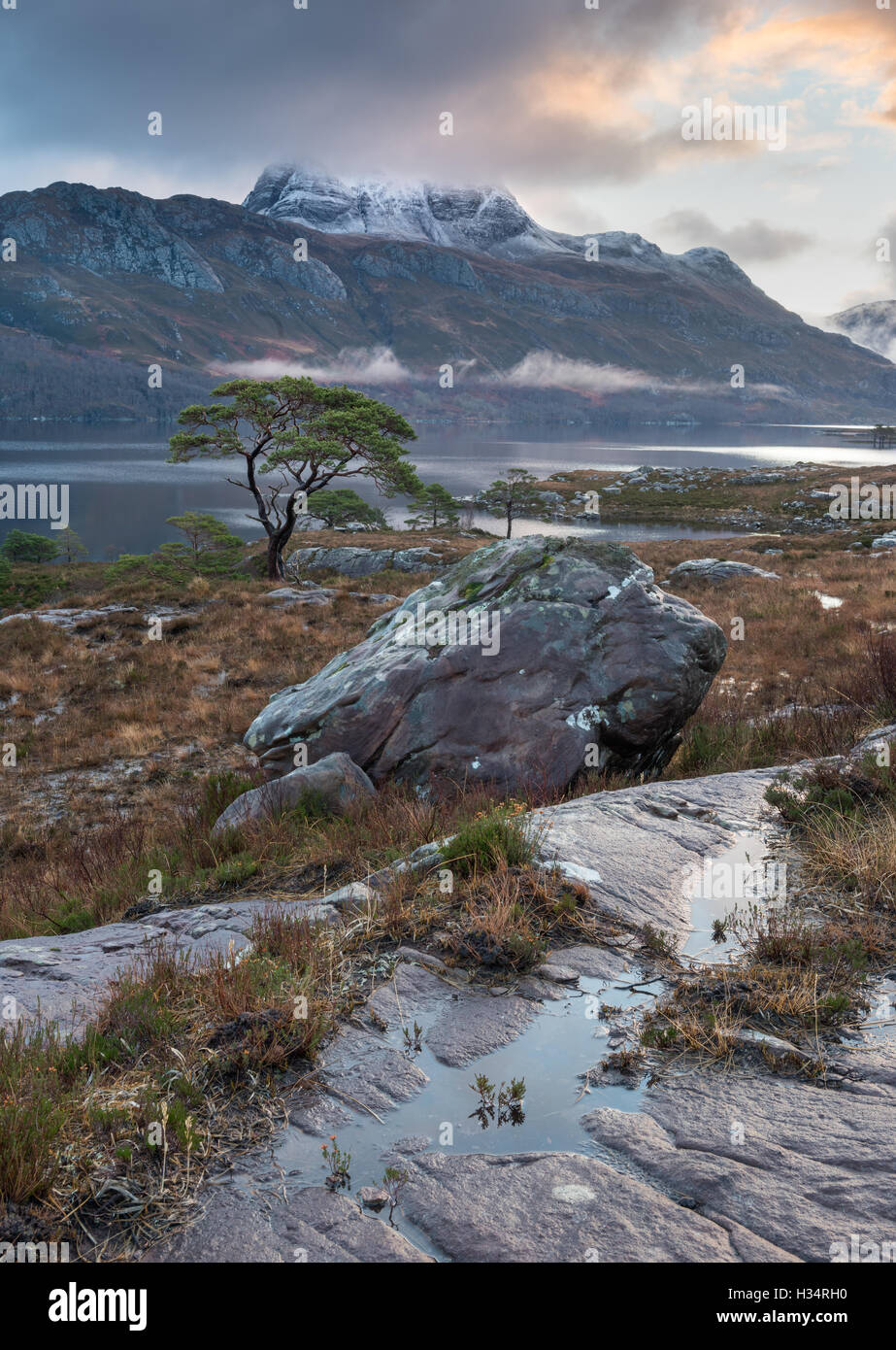 Lone Scots pine tree on the shores of Loch Maree, with a snow capped Slioch in the background, Scottish Highlands, Scotland Stock Photo