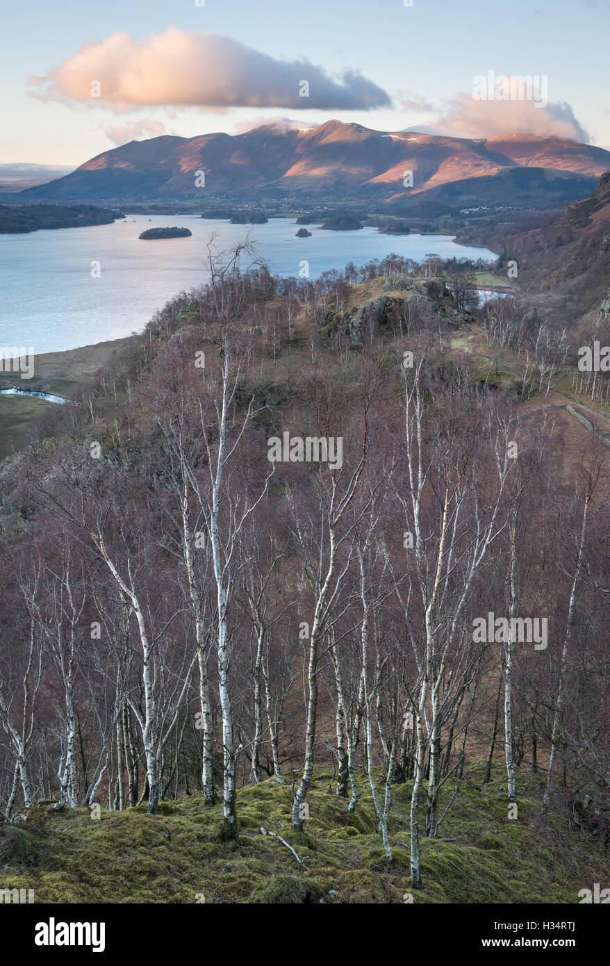 View through silver birch trees over Shepherds Crag to Derwent Water and Skiddaw, English Lake District national park, UK Stock Photo