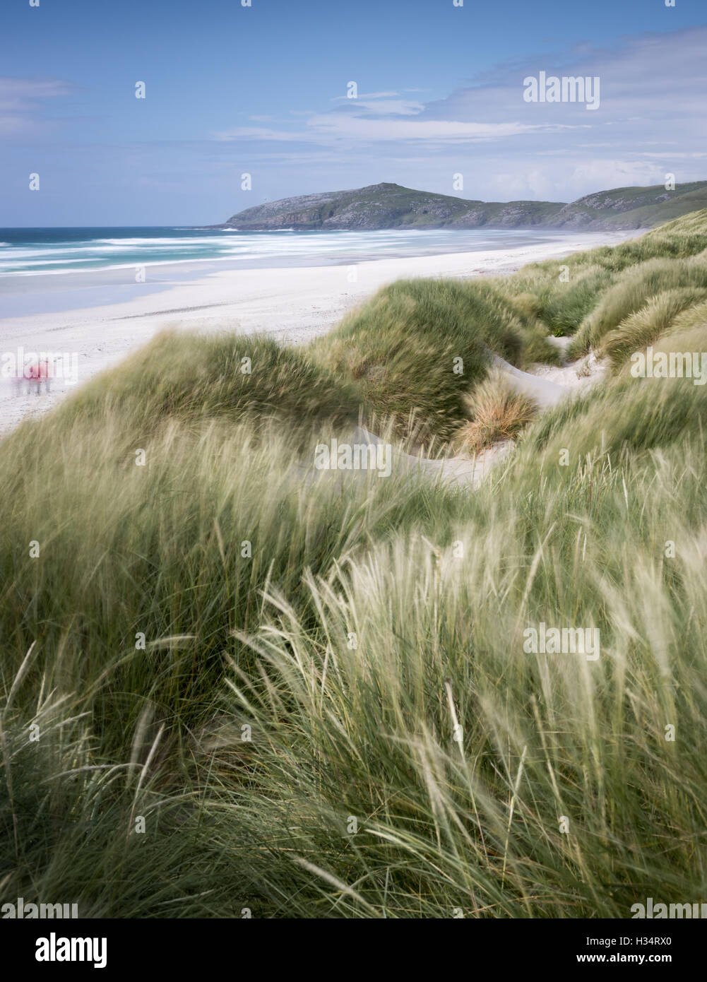 Windswept grasses at Traigh Eais beach, Isle of Barra, Outer Hebrides, Scotland Stock Photo