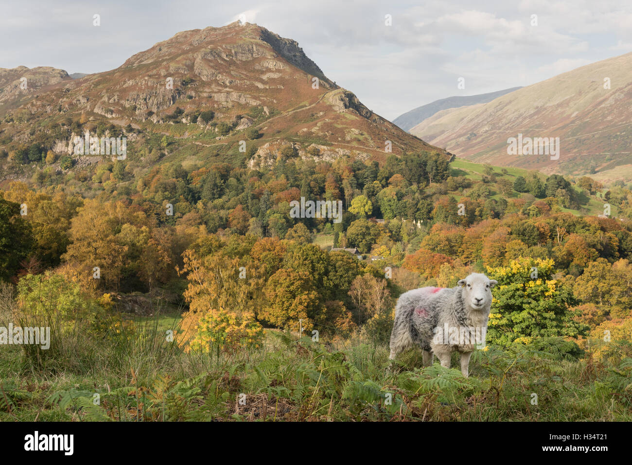 Herdwick sheep and Helm Crag near Grasmere in autumn, English Lake DIstrict national park, UK Stock Photo