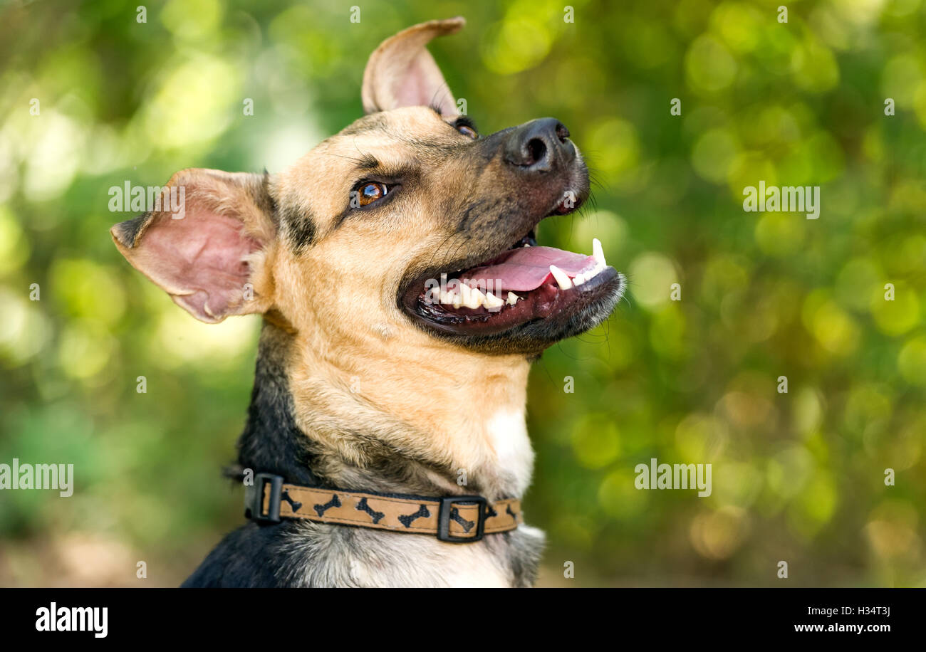 Dog happy is a beautiful German Shepherd do very happy and excited to be outdoors in a nature setting. Stock Photo