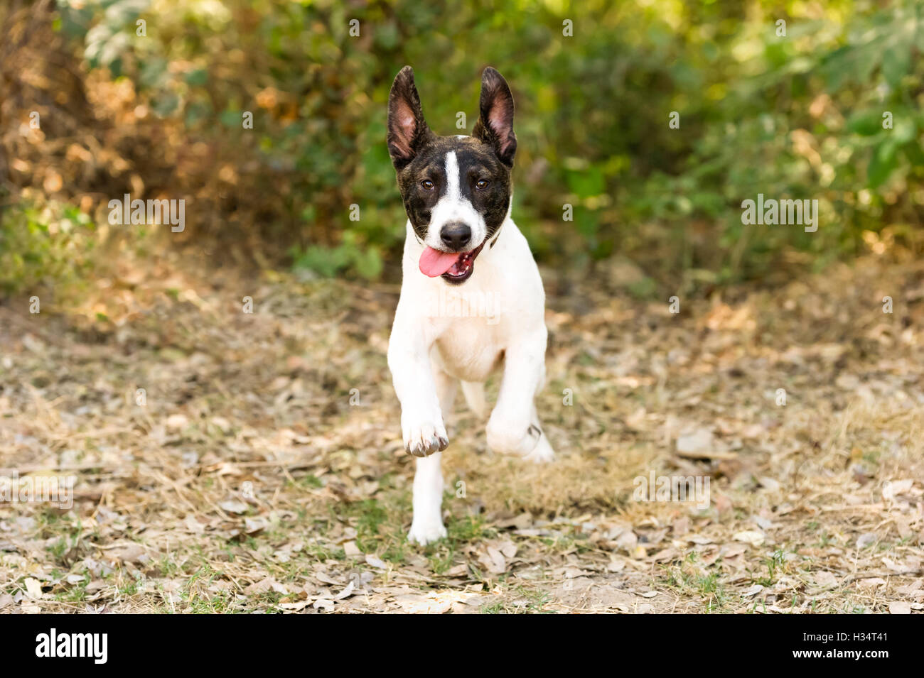 Dog running as a cute puppy dog running captured with high speed synch flash. Stock Photo