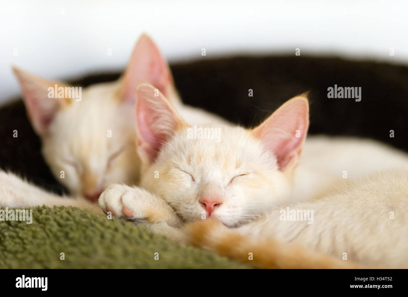 Kittens is two white kitty cats having their cat nap. Stock Photo