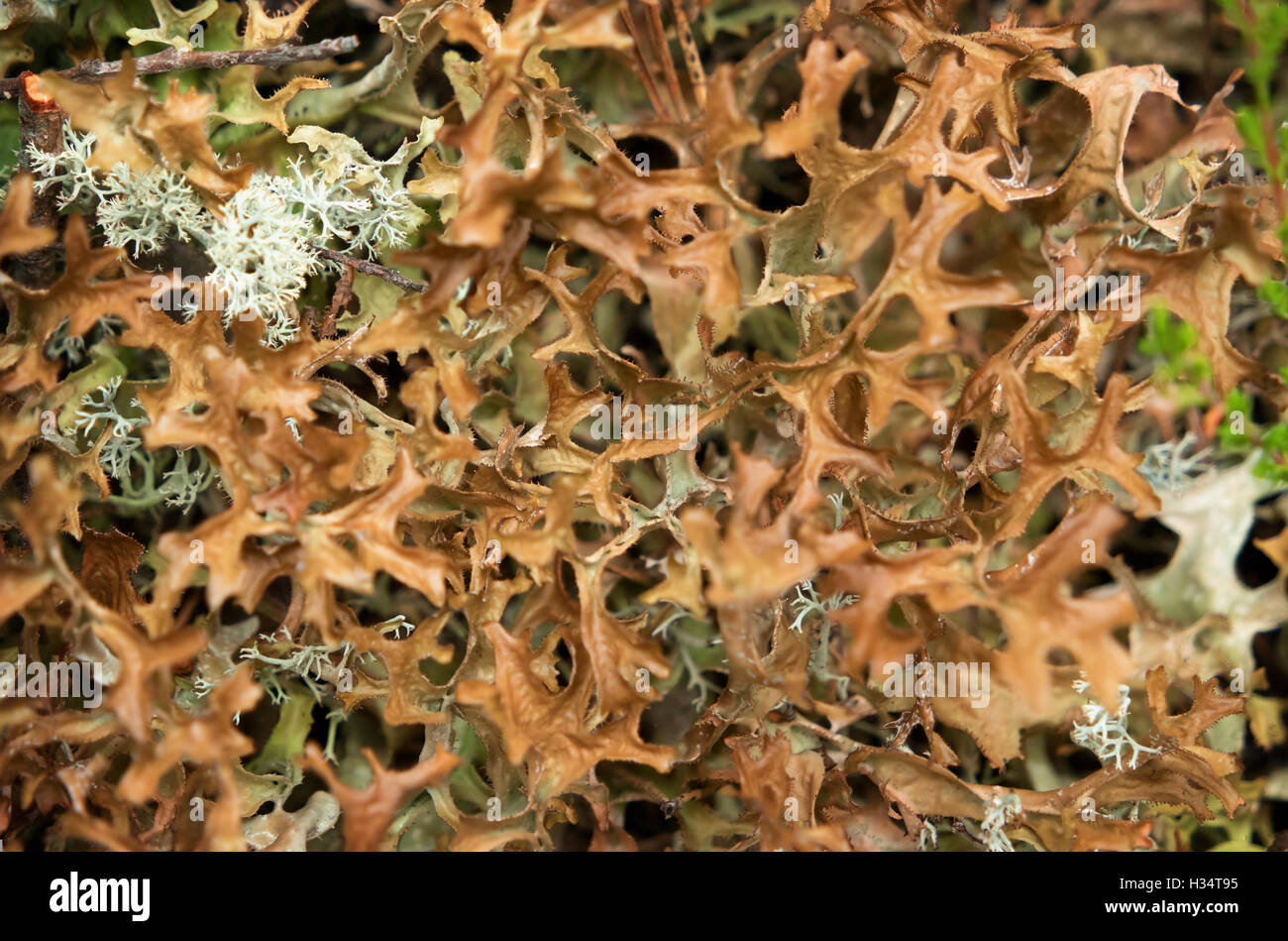 Iceland moss - Cetraria islandica in the forest, close up shot Stock Photo