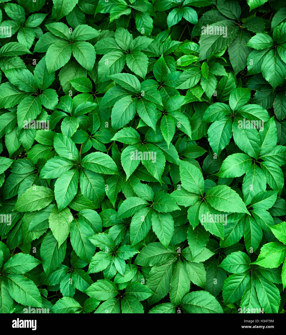 Background of green leaf, texture, close up shot Stock Photo - Alamy