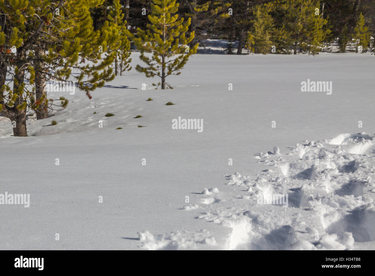 A diagonal band of fresh untouched snow for copy and text cuts diagonally across this image, bordered by snowshoe tracks, forest Stock Photo