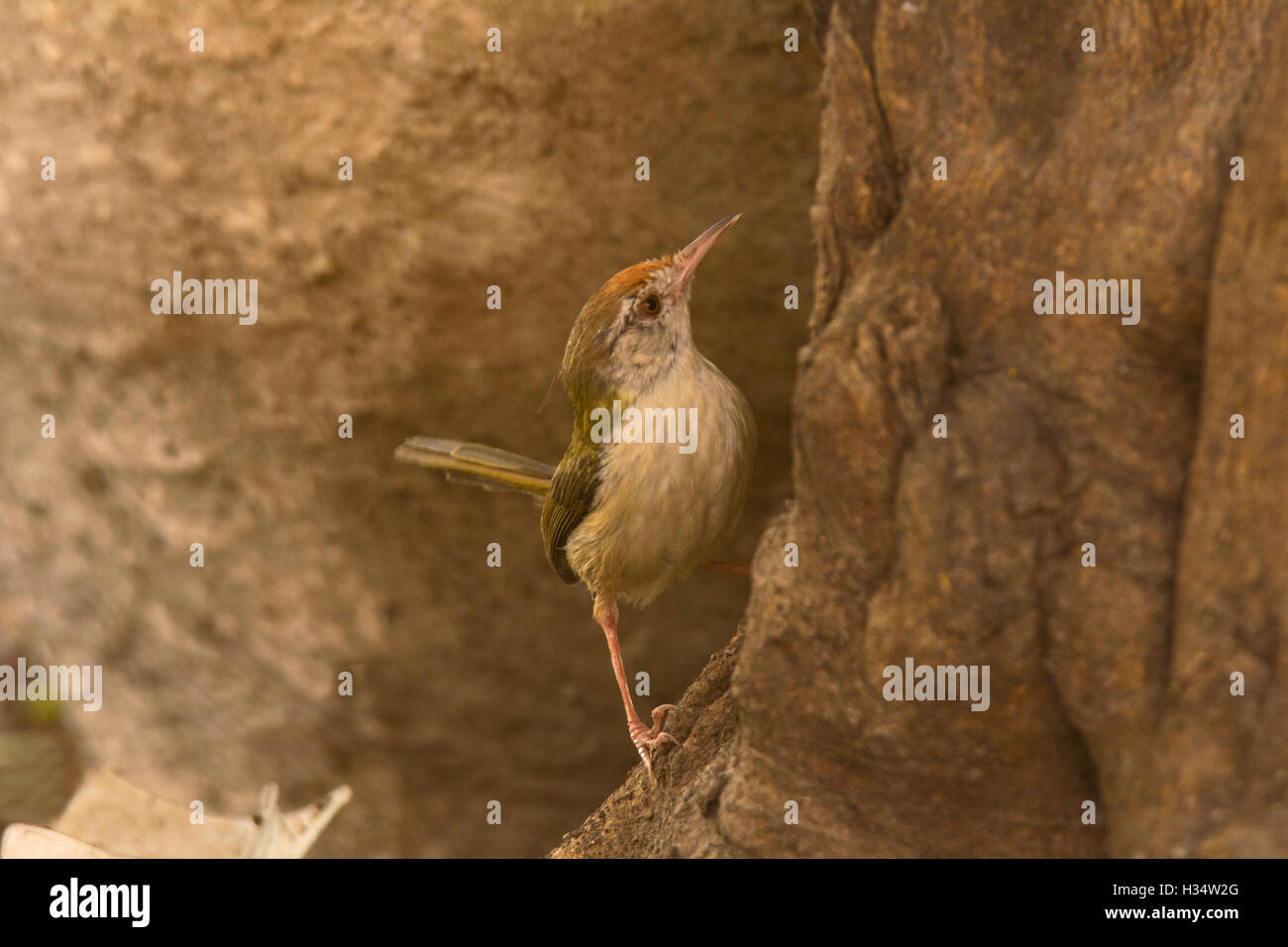 Tailor Bird, Orthotomus sutorius, Tipeshwar Wildlife Sanctuary, Maharashtra Stock Photo