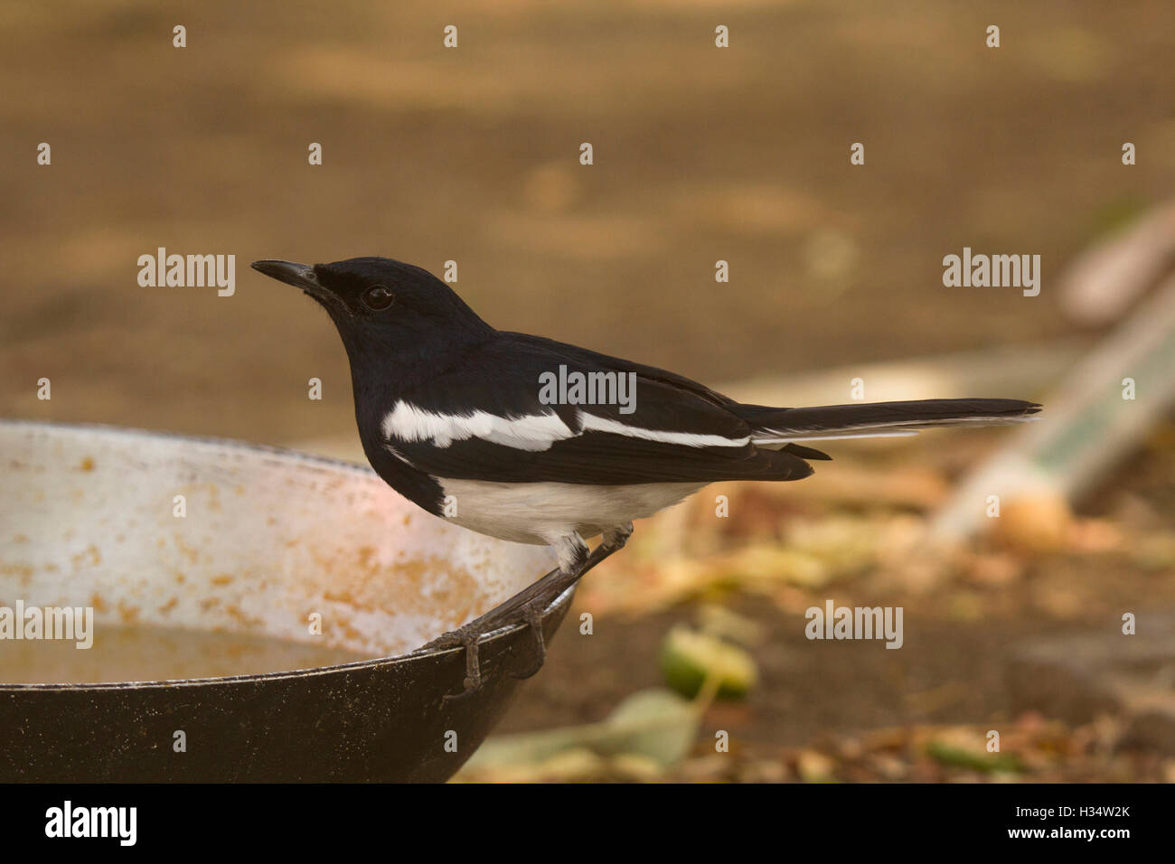 Magpie Robin, Copsychus saularis, Tipeshwar Wildlife Sanctuary, Maharashtra Stock Photo