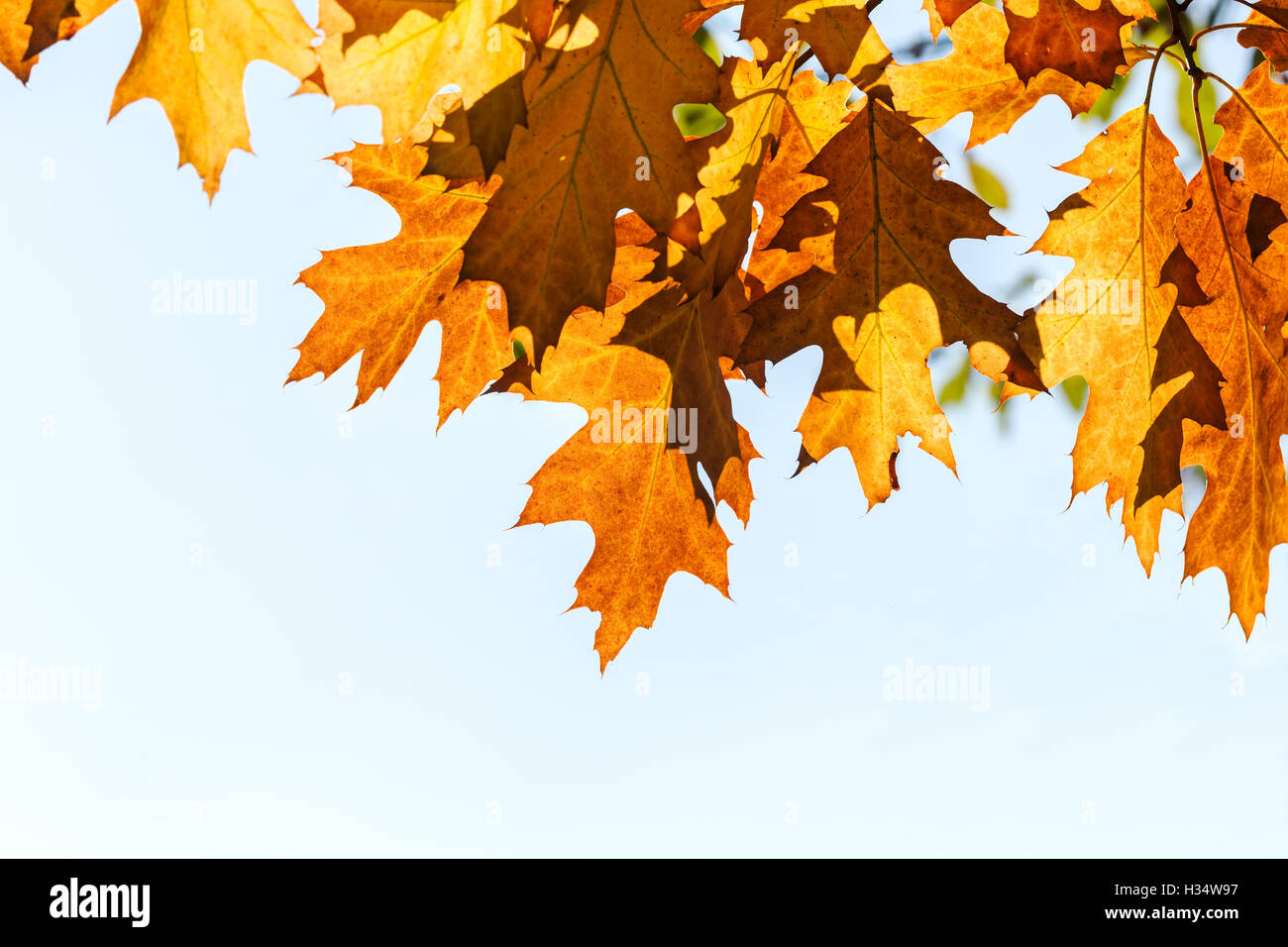 branch of maple tree with orange and yellow leaves against blue sky ...