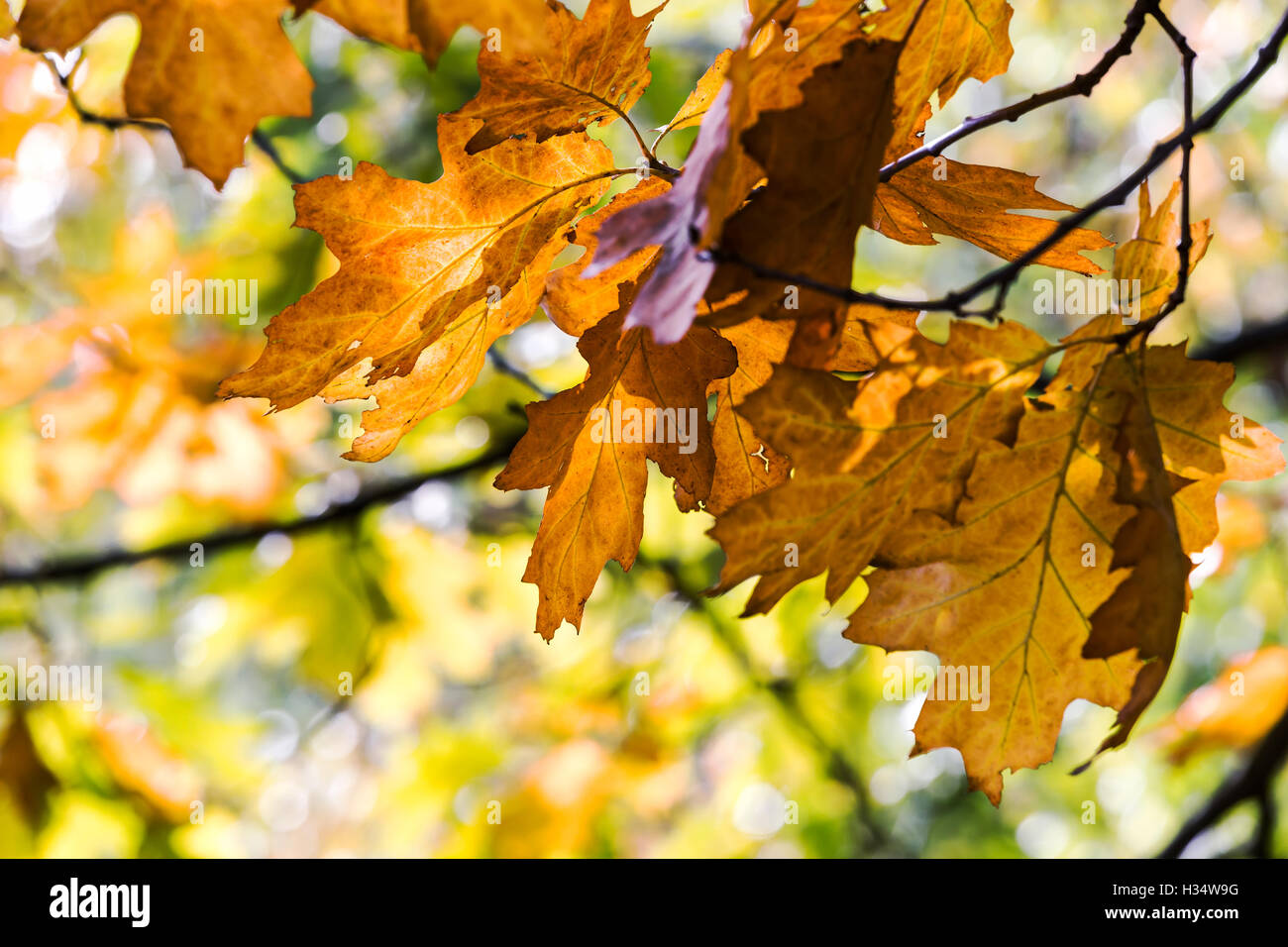 golden foliage of autumn maple tree branch in forest closeup Stock Photo