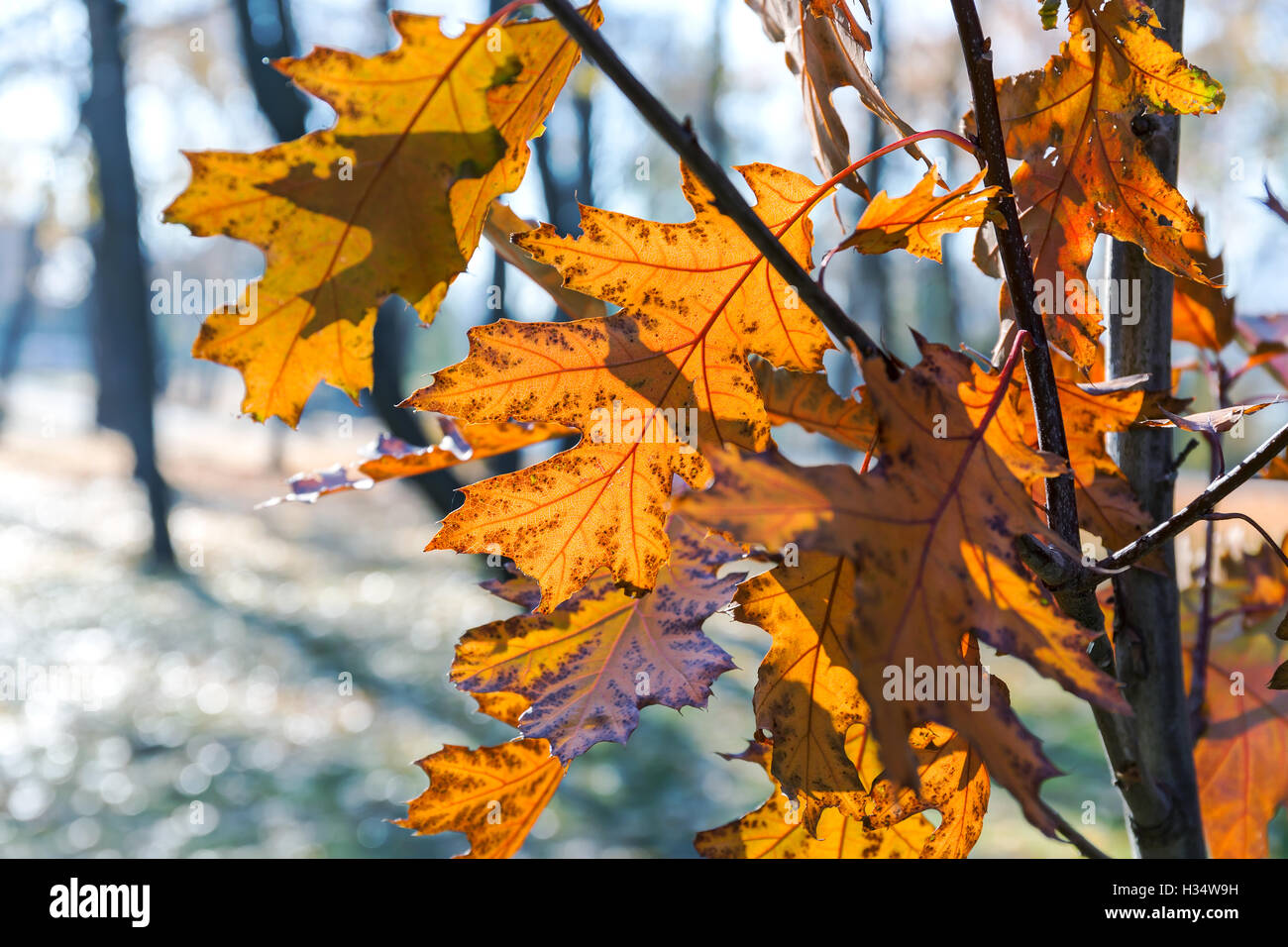 branch of maple tree with golden foliage during fall season Stock Photo