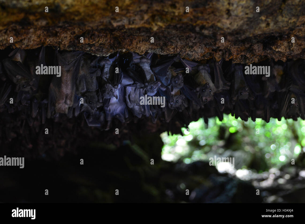 In the bat cave, Queen Elizabeth National Park Stock Photo