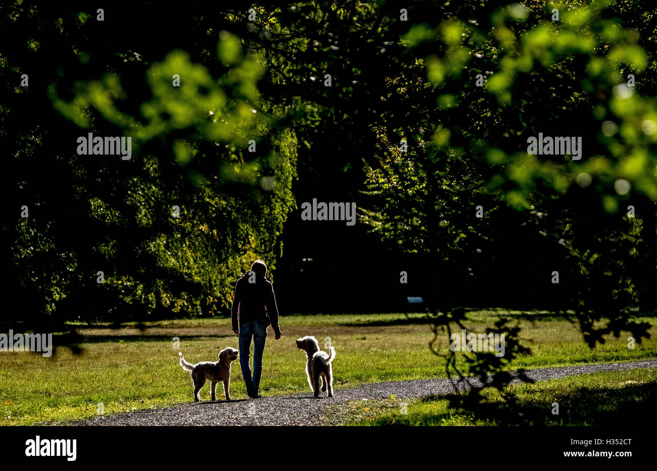 Dog in a stroller hi-res stock photography and images - Page 3 - Alamy