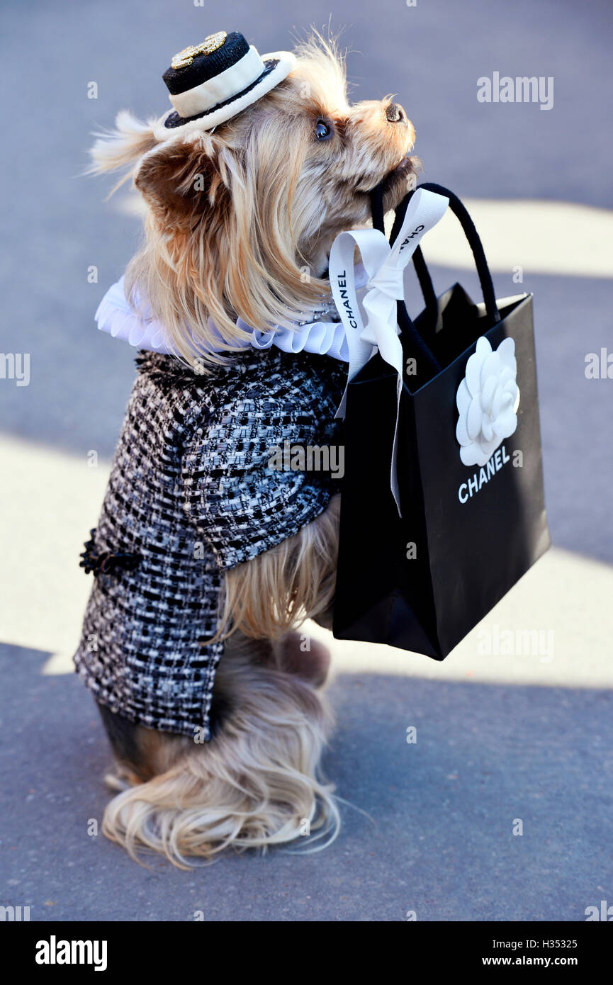 Fashion chanel dog hi-res stock photography and images - Alamy