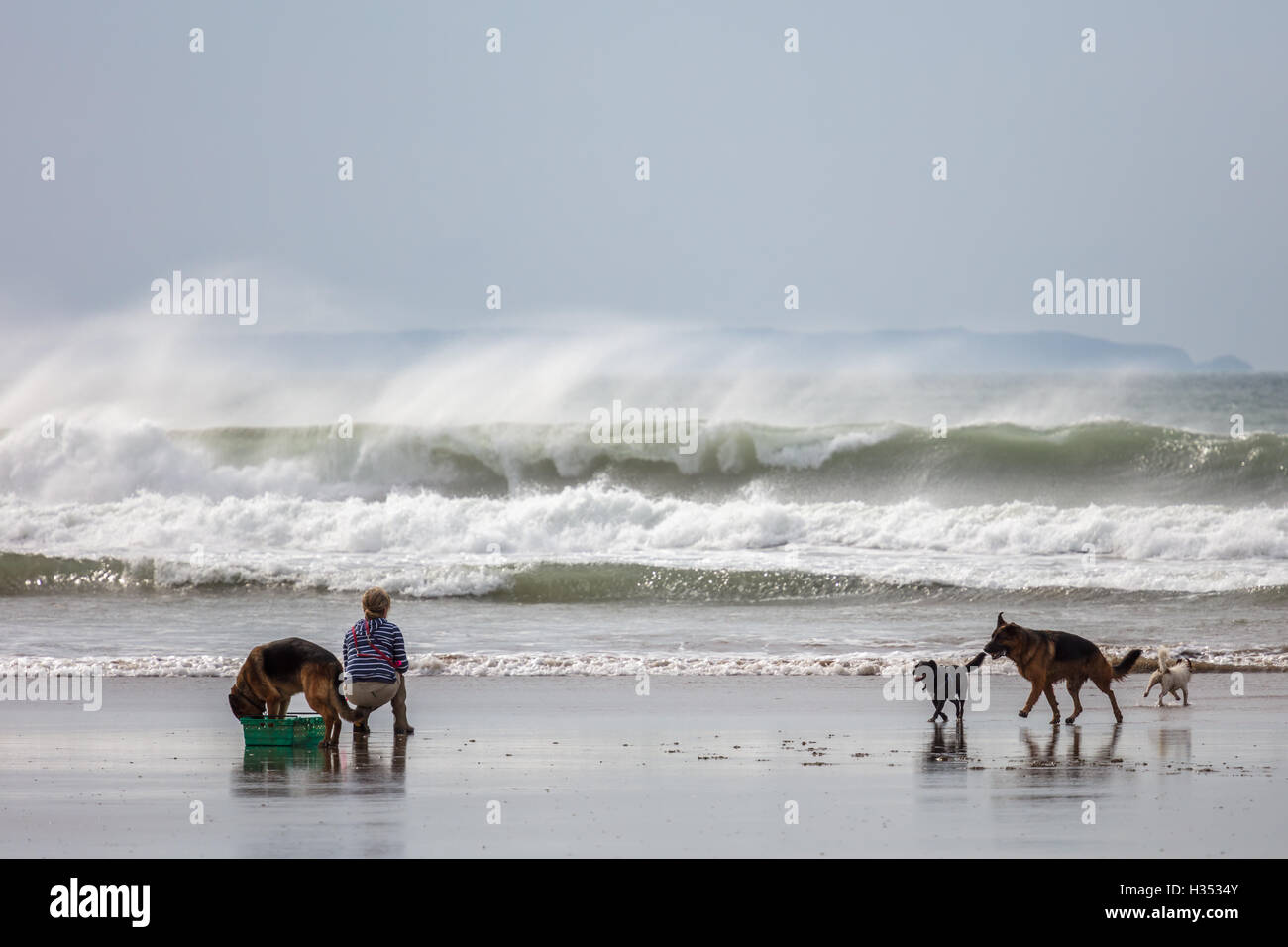 Winds gusting over 30mph from the south east pushing the waves back at Newgale, Pembrokeshire, Wales, UK. Not enough to put off the dog walkers, windsurfers and surf school. Credit:  Derek Phillips/Alamy Live News Stock Photo