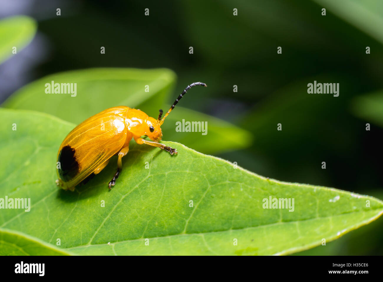 Pumpkin beetle hires stock photography and images Alamy