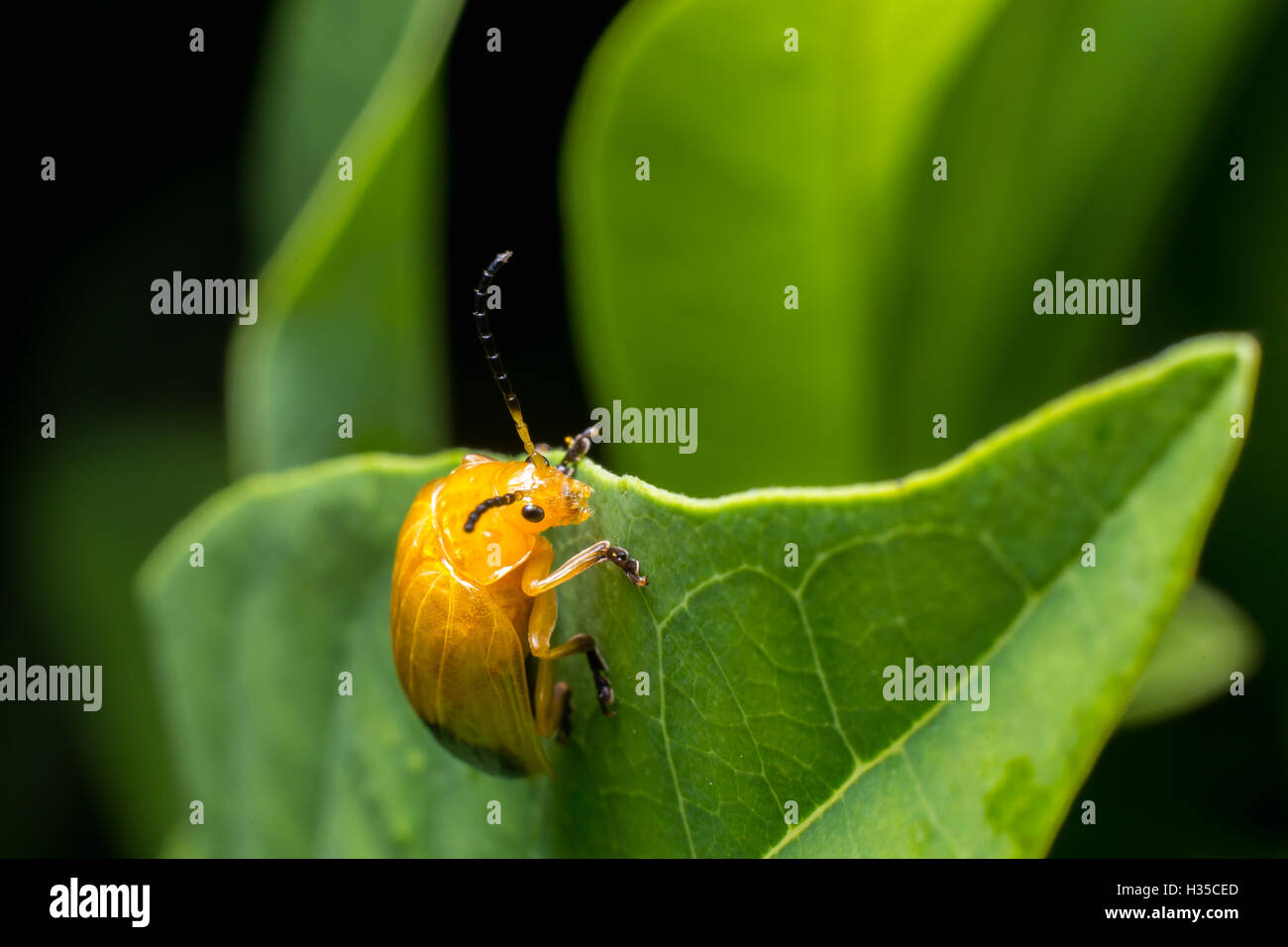 Pumpkin beetle hires stock photography and images Alamy
