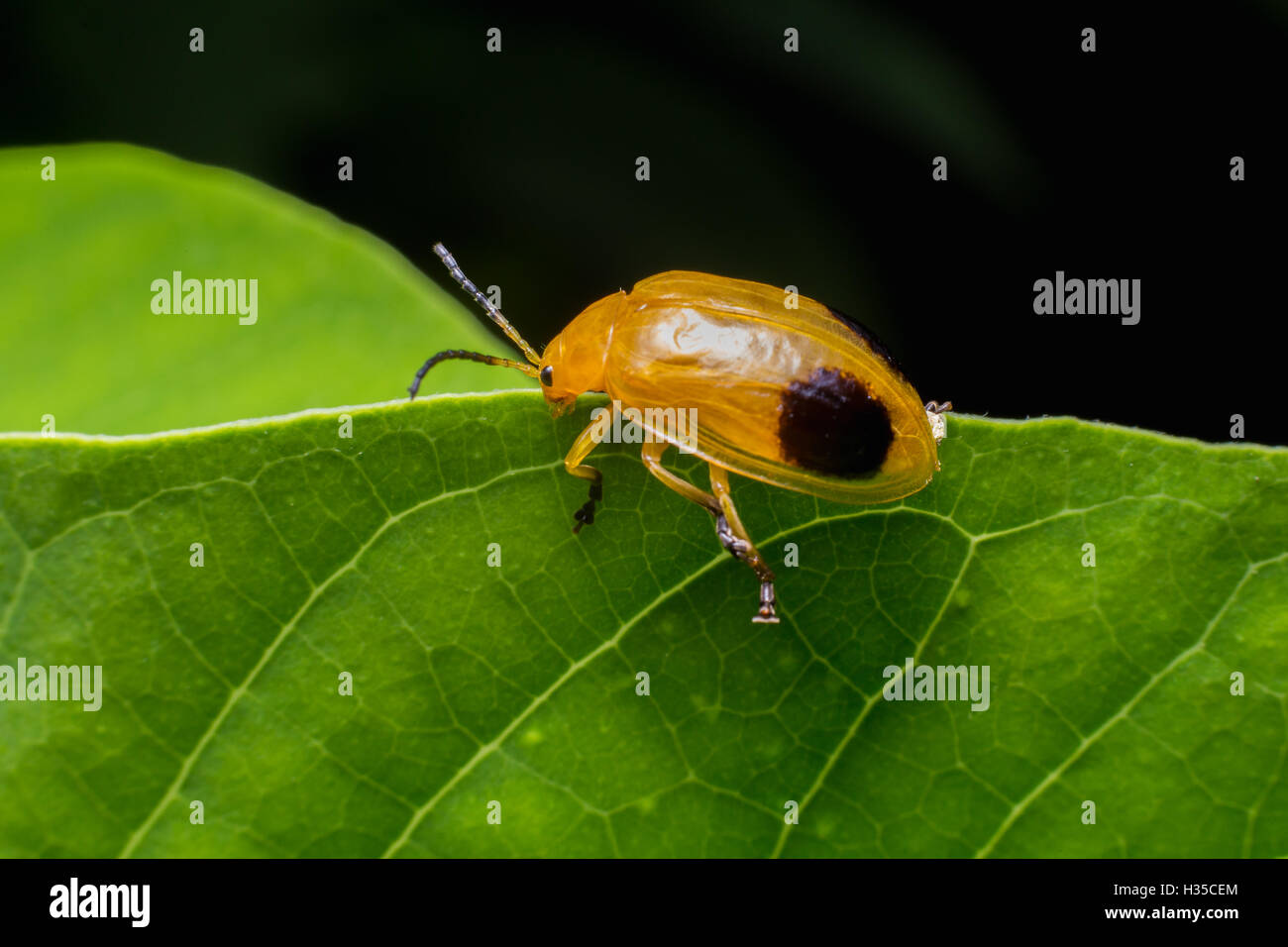Pumpkin beetle hires stock photography and images Alamy