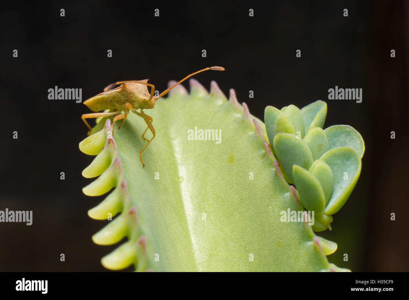 Nature image showing details of insect life: closeup / macro of a hemiptera Nezara Viridula Heteroptera pentatomidae palomera pr Stock Photo