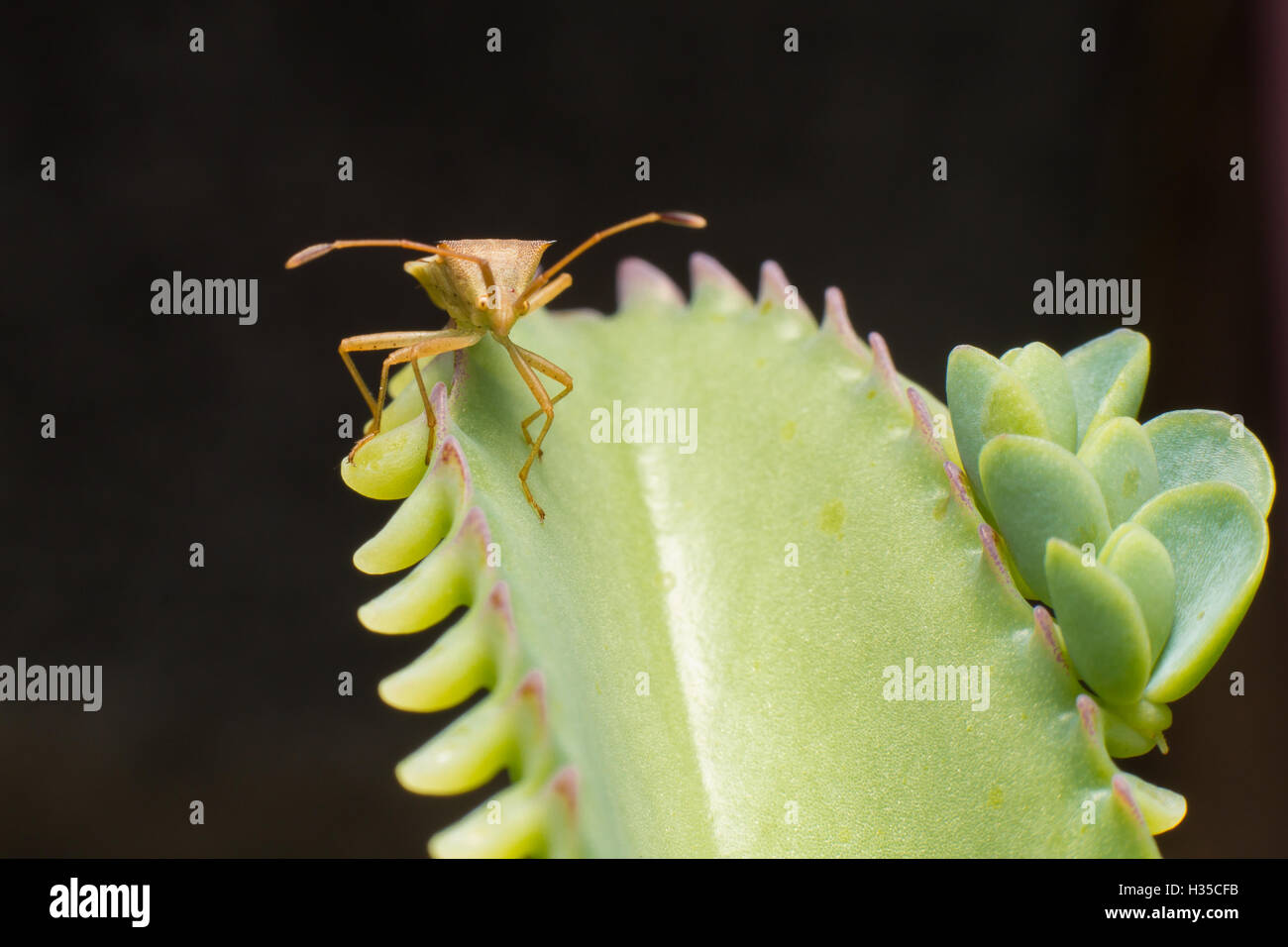 Nature image showing details of insect life: closeup / macro of a hemiptera Nezara Viridula Heteroptera pentatomidae palomera pr Stock Photo