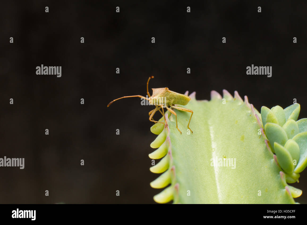 Nature image showing details of insect life: closeup / macro of a hemiptera Nezara Viridula Heteroptera pentatomidae palomera pr Stock Photo