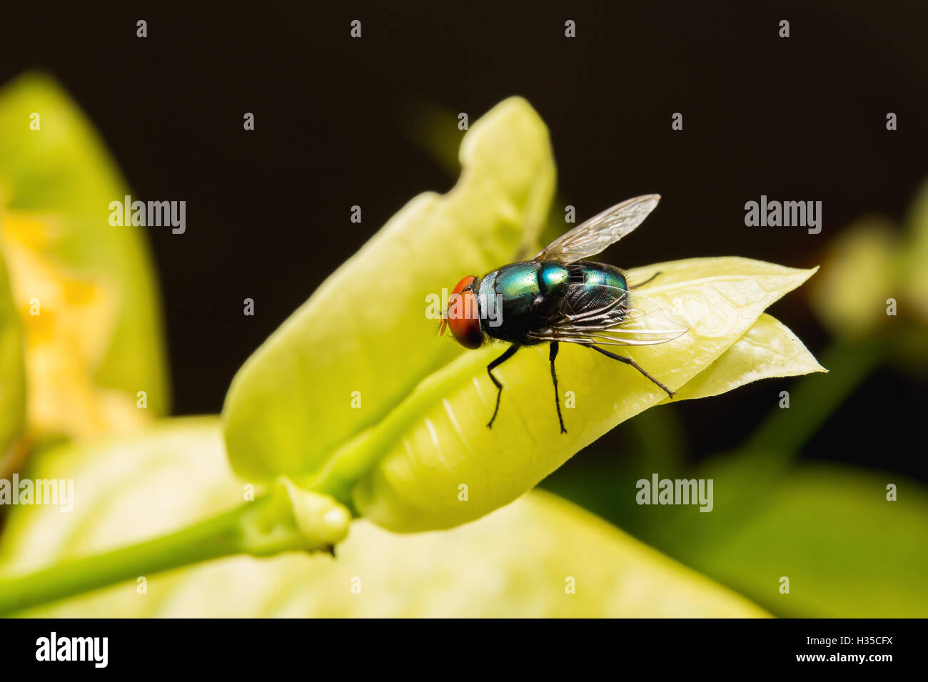 Nature image showing details of insect life: closeup / macro of a calliphoridae fly (blow-fly, bluebottle, greenbottle) sitting  Stock Photo