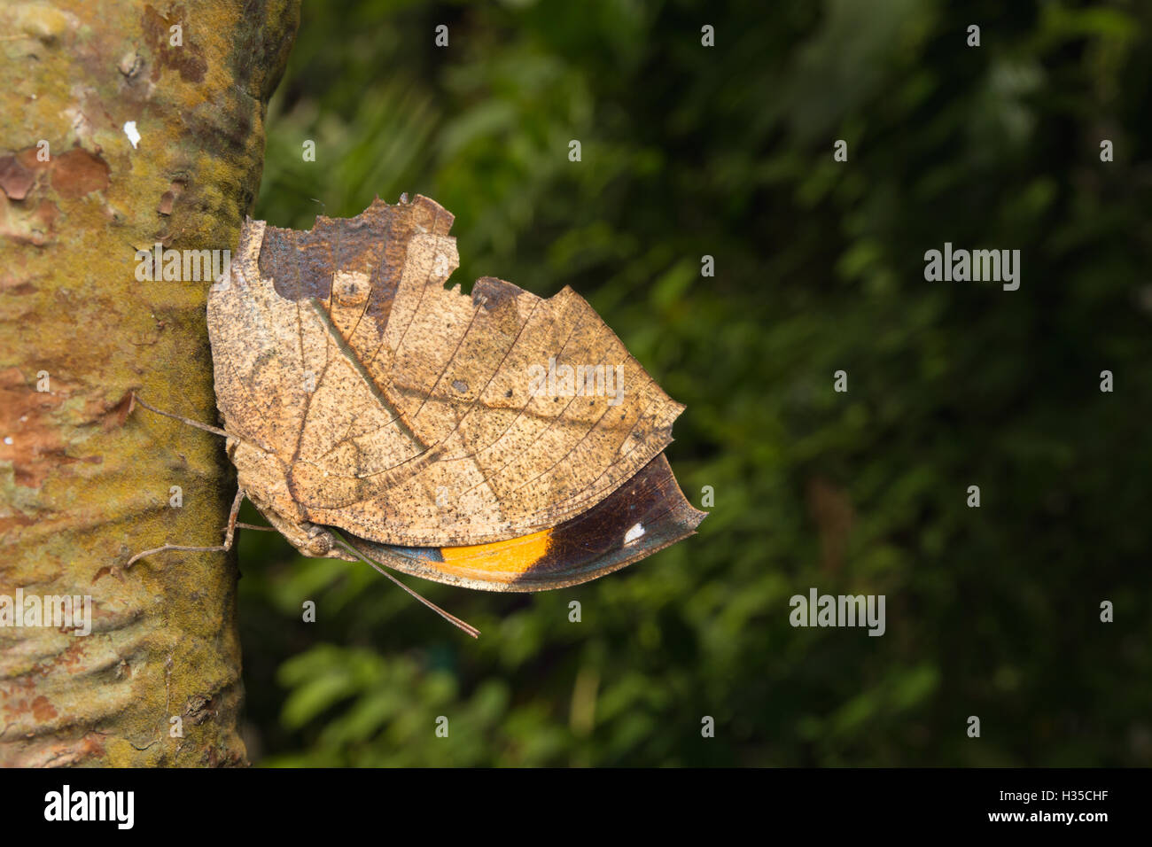 With wings closed, the leafwing butterfly bears a remarkable resemblance to a dead leaf. Stock Photo