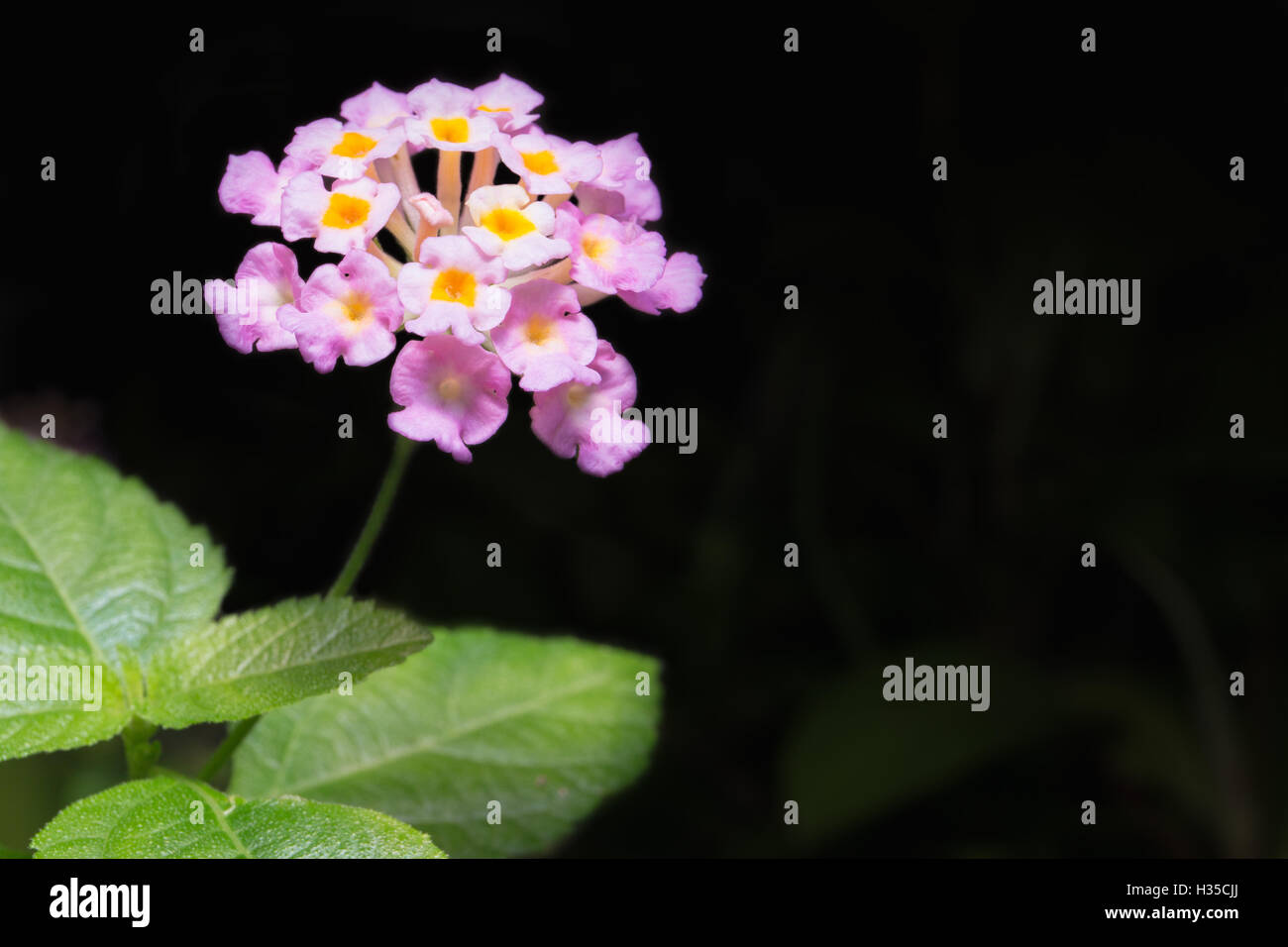 Brilliant lantana (Lantana camara) blooms.On black Background Stock