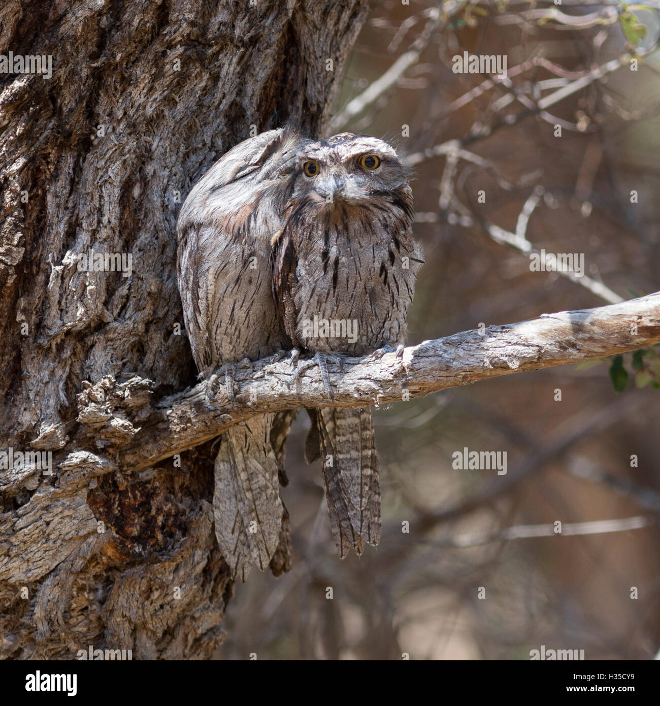 A pair of roosting Tawny Frogmouths (Podargus strigoides) in woodland beside Lake Joondalup, Western Australia Stock Photo