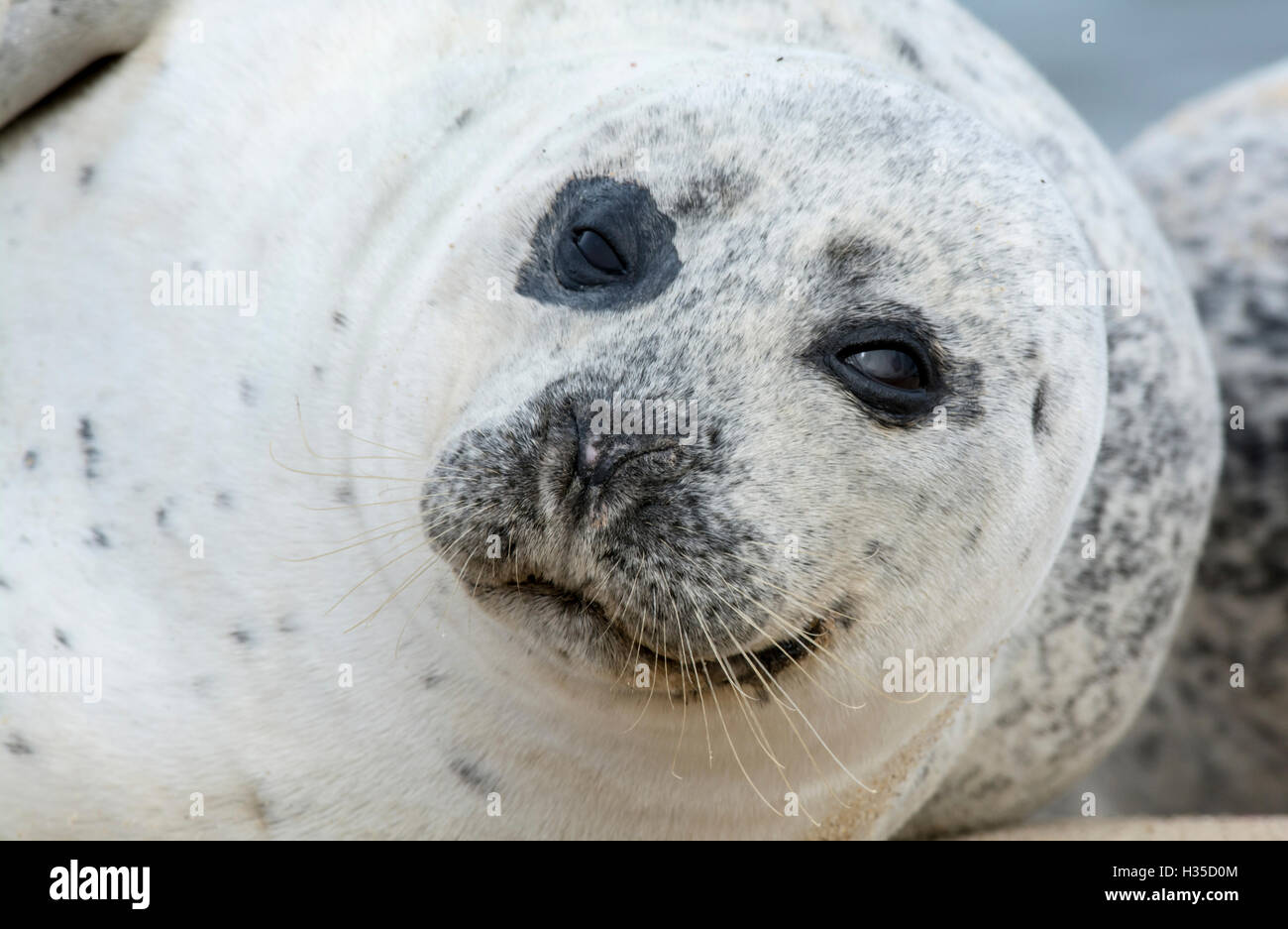 Common or harbour seal (Phoca vitulina), close-up of head Stock Photo