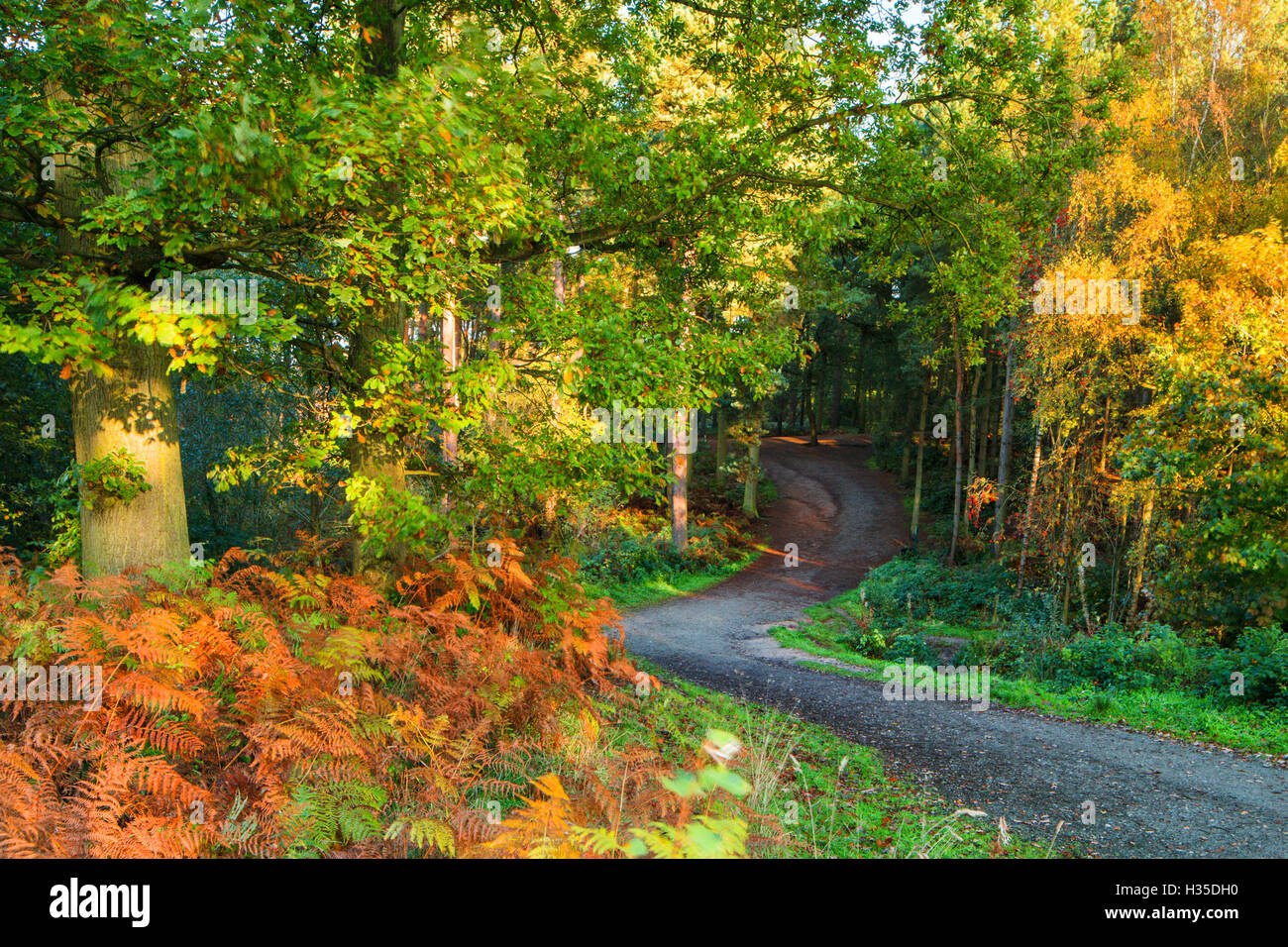 A track leads into Delamere Forest with autumn colour filling the landscape, Cheshire, England, UK Stock Photo