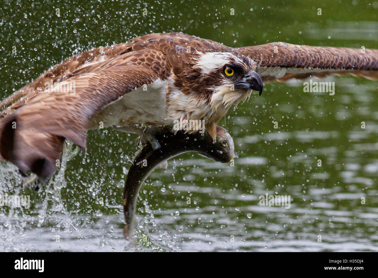 Osprey (Pandion haliaetus) flying low above the water with a freshly caught fish in its grasp, Pirkanmaa, Finland Stock Photo