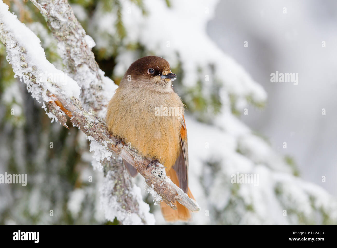 Siberian jay (Perisoreus infaustus), perched on a snow covered branch, Taiga Forest, Finland Stock Photo