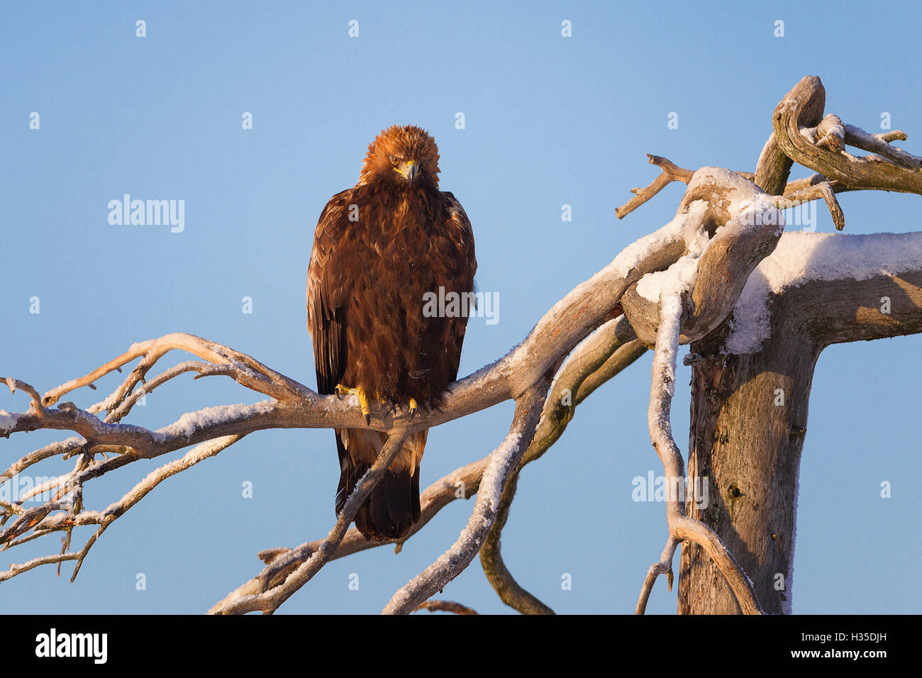 Juvenile golden eagle (Aquila chrysaetos) perched on a snow covered