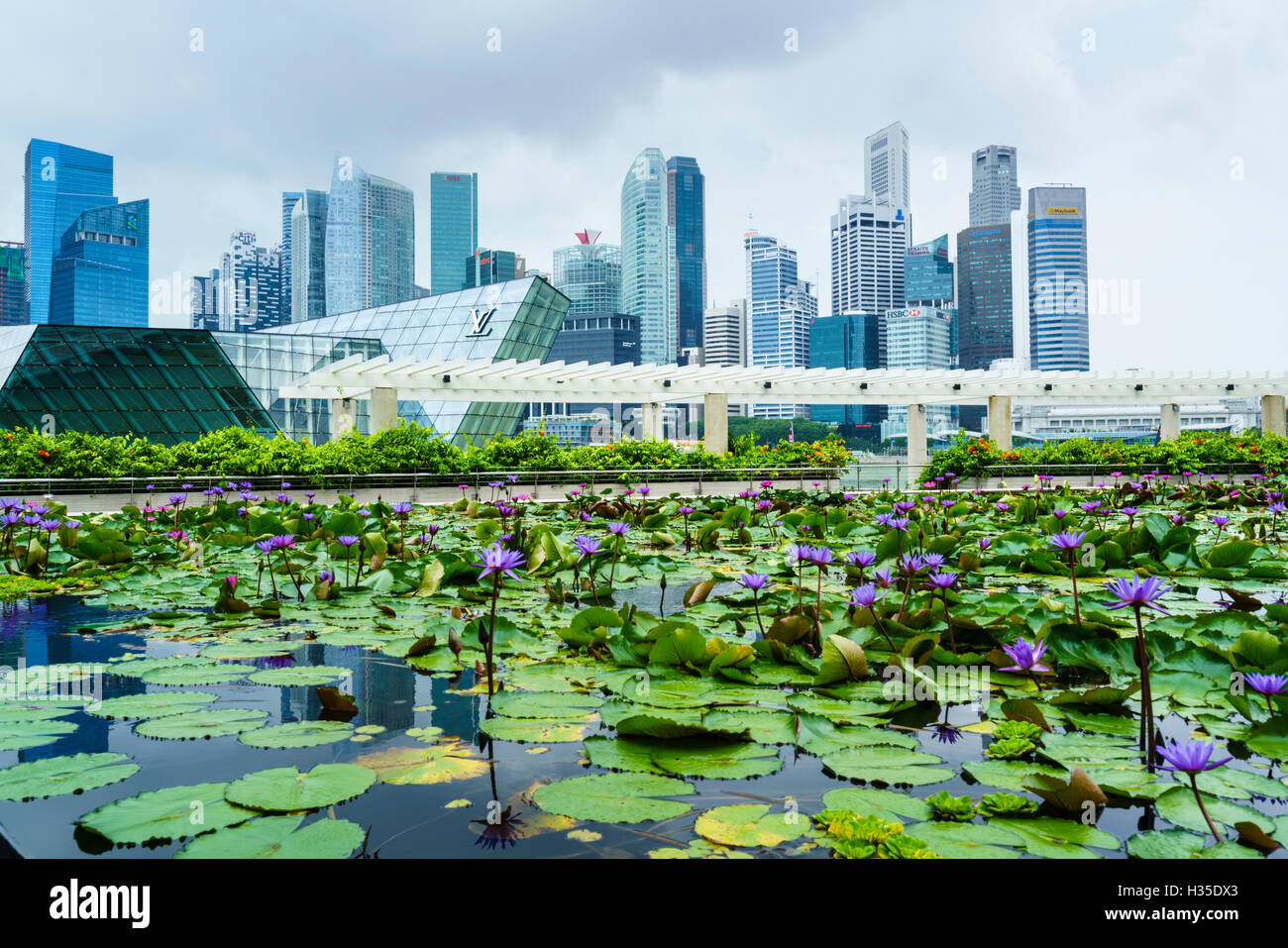 Water lily garden by the ArtScience Museum with city skyline beyond