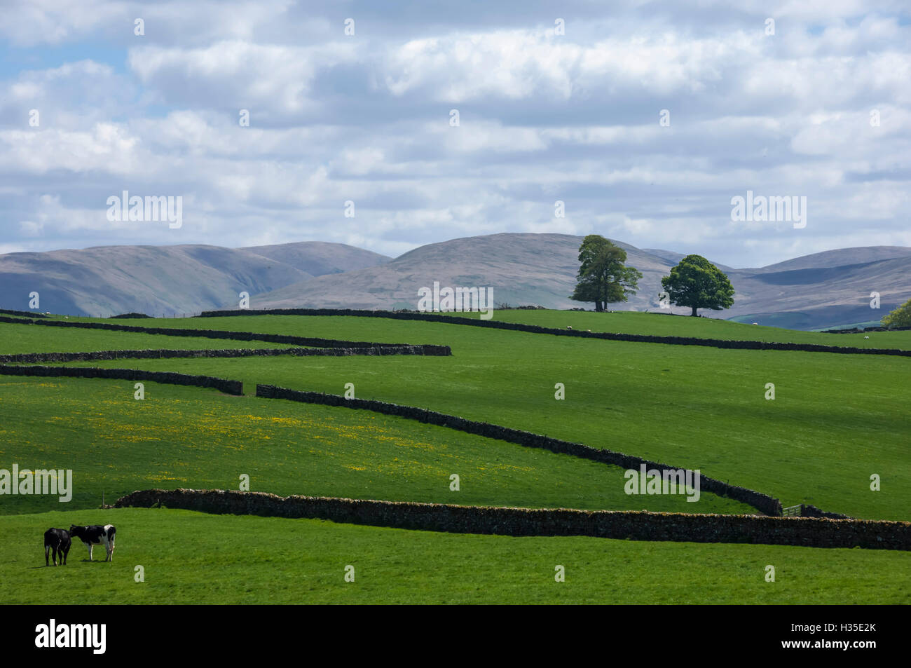 Dry stone walls, Eden Valley, Cumbria, England, UK Stock Photo Alamy