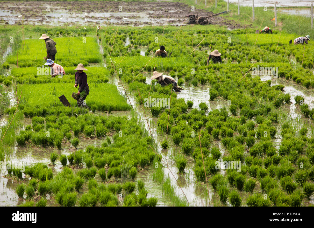 Myanmar Rice Paddy Tending rice paddies hi-res stock photography and images - Alamy