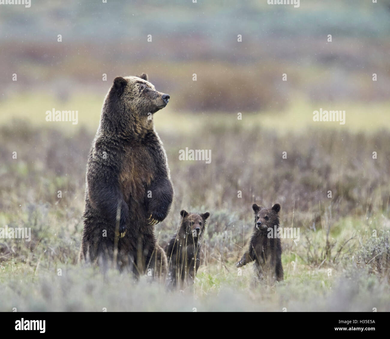 Grizzly bear sow and two cubs of the year all standing up on their hind legs, Yellowstone National Park, Wyoming, USA Stock Photo