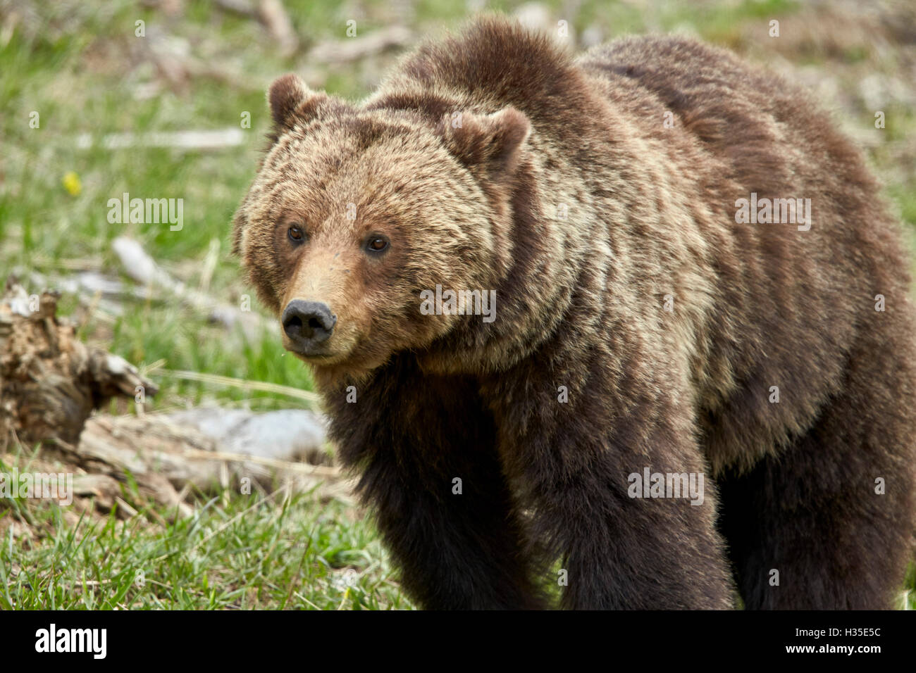 Grizzly bear (Ursus arctos horribilis) sow, Yellowstone National Park, Wyoming, USA Stock Photo