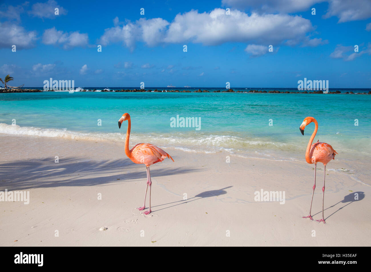 Flamingos on Flamingo beach, Renaissance Island, Oranjestad, Aruba, Lesser Antilles, Netherlands Antilles, Caribbean Stock Photo