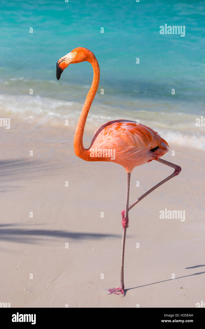 Flamingo on Flamingo beach, Renaissance Island, Oranjestad, Aruba, Lesser Antilles, Netherlands Antilles, Caribbean Stock Photo