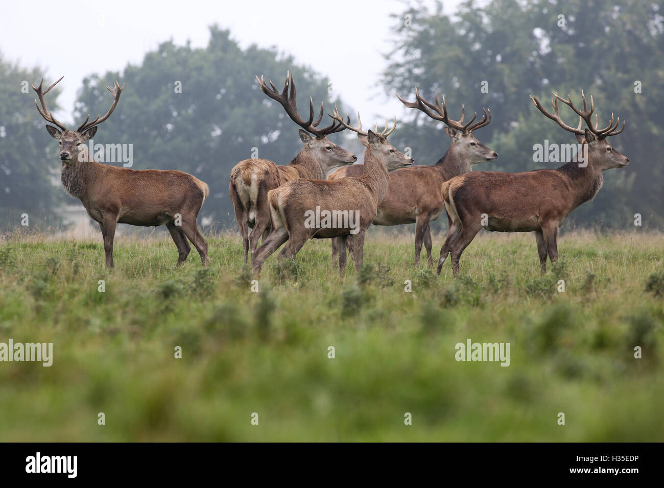 Red deer stags in the early morning fog of a hot autumn day at Studley Royal deer park at Fountains Abbey near Ripon, Yorkshire. Stock Photo