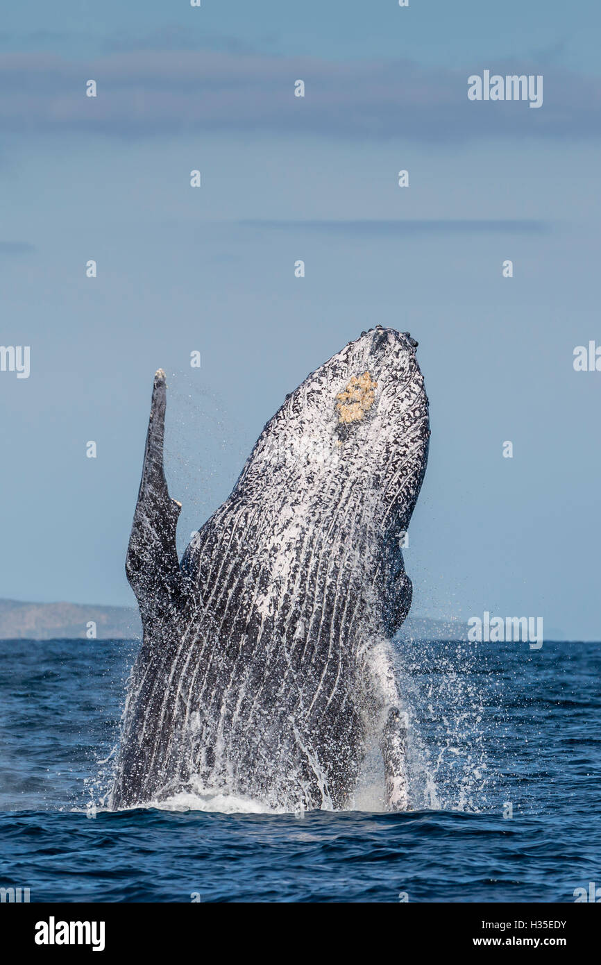 Adult humpback whale (Megaptera novaeangliae), breaching in the shallow waters of Cabo Pulmo, Baja California Sur, Mexico Stock Photo