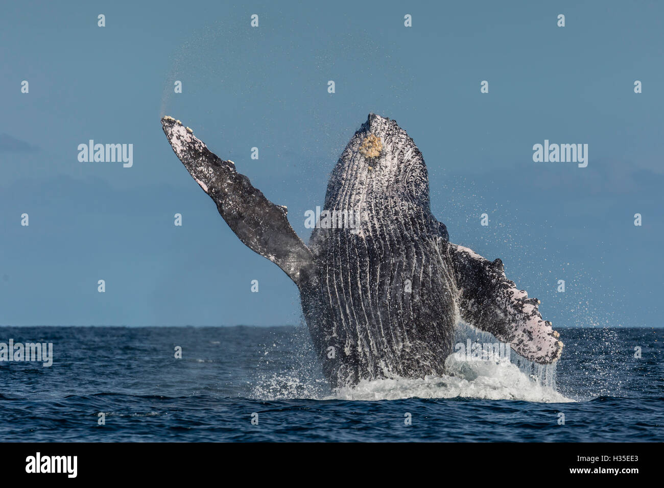 Adult humpback whale (Megaptera novaeangliae), breaching in the shallow waters of Cabo Pulmo, Baja California Sur, Mexico Stock Photo